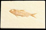 Detailed, Knightia Fossil Fish - Wyoming #78317-1